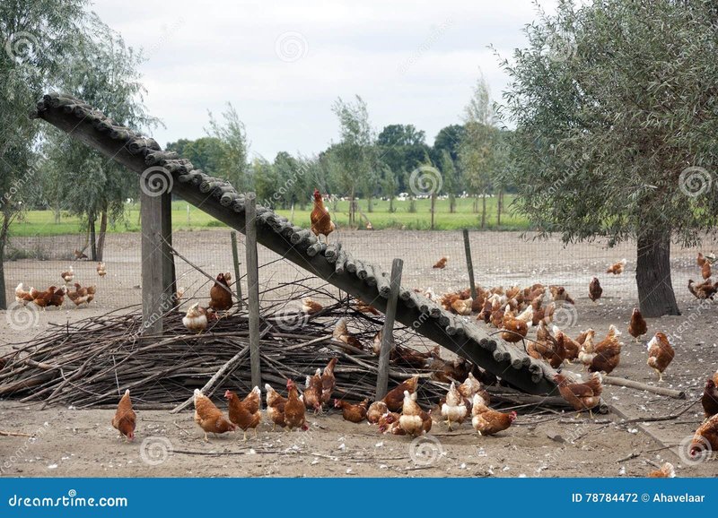 Spelers ontdekken de smaak van de Chicken Road casino game in Nederland, chicken road demo