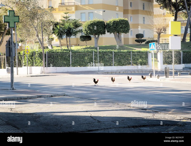 Il Mito della Chicken Road: La Caccia al Jackpot Negli Stati Uniti è arrivata - panoramica