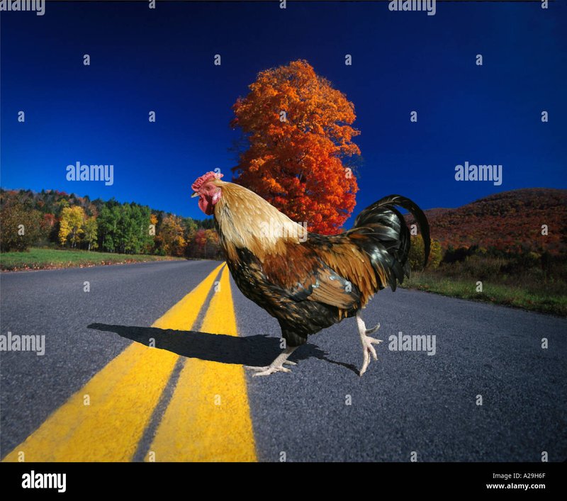 Netherlands - chicken road gokkast