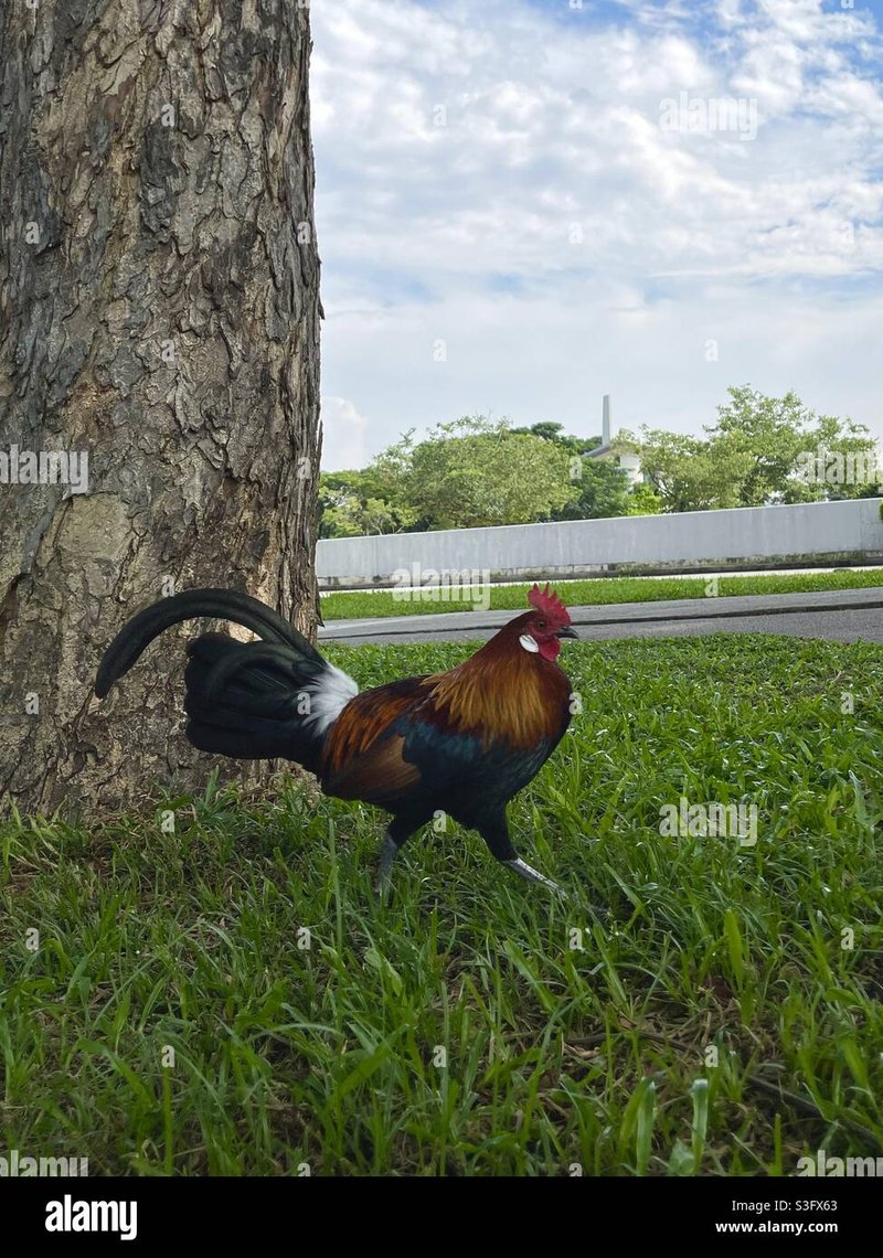 Best chicken road oficial in Spain